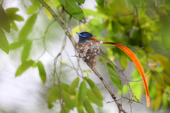 African paradise-flycatcher male sitting on a small nest in a green tree, Kruger National Park