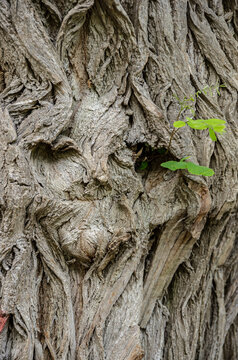 Gesicht in einem Baum