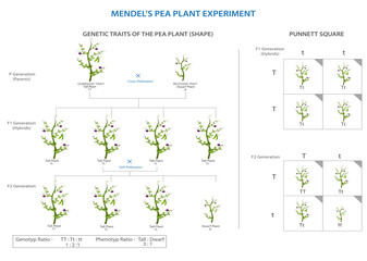 Mendel's pea plant experiment laid the foundation for modern genetics, revealing principles of inheritance through systematic cross-breeding analysis.