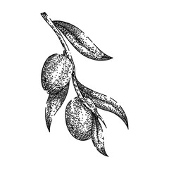 jojoba oil plant hand drawn. seed vector, illustration flower, sketch avocado, leaf top, bottle argan jojoba oil plant vector sketch. isolated black illustration - obrazy, fototapety, plakaty