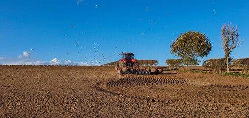 Tractor ploughing a field with birds following to catch insects