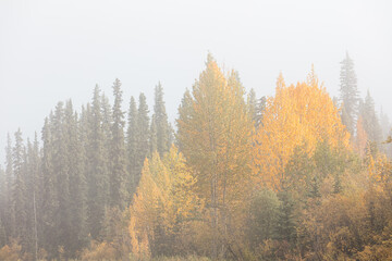 Fog in a boreal forest with coniferous trees and aspen trees in autumn colors