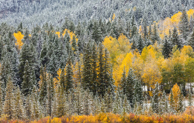 Boreal forest with a thin layer of freshly fallen snow in autumn colors,  Banff National Park,...
