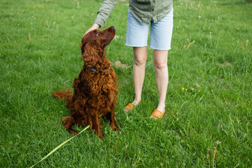 Young woman training her Irish Setter dog at city park, outdoors, in a park.
