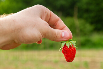 Truskawaka trzymana w ręce | Strawberry held in hand
