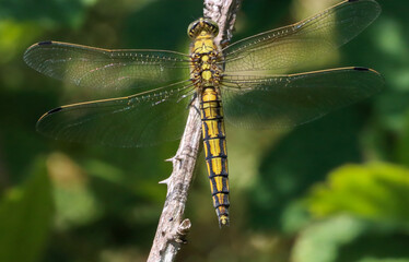 A closeup of a Broad Bodied Dragonfly that has landed on a leaf