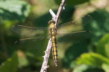 A closeup of a Broad Bodied Dragonfly that has landed on a leaf
