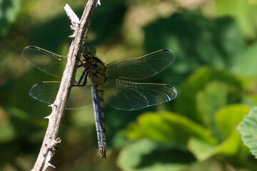 A closeup of a Broad Bodied Dragonfly that has landed on a leaf