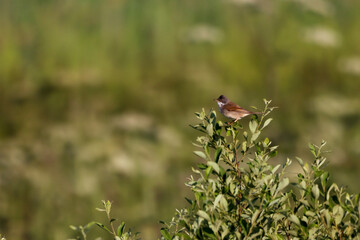 A beautiful animal portrait of a songbird perched on a tree