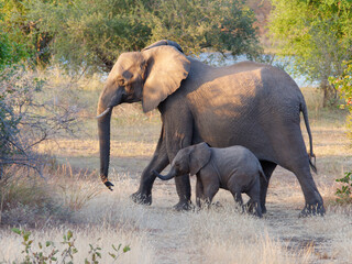 Fototapeta premium Mother and baby elephant walking across the path in Zambezi National Park, Zimbabwe
