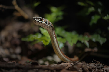 Snake moving around on the ground and striking a defensive pose