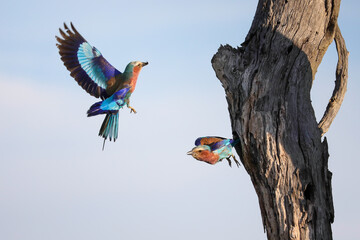 Pair of lilac-breasted rollers feeding chicks in a nest inside a tree trunk