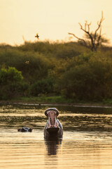 Hippo yawning from inside a dam as the sun sets behind the bushes and trees, Kruger National Park