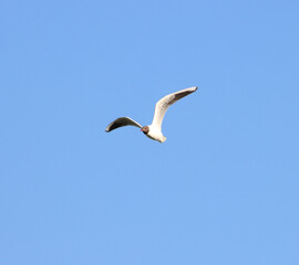 Fototapeta na wymiar A beautiful animal portrait of a Black Headed Gull in flight