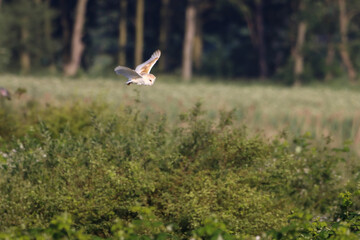 Obraz na płótnie Canvas A stunning animal portrait of a Barn Owl in flight over the countryside. This Owl was out shortly after sunrise hunting for food.