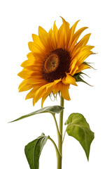 A single sunflower isolated on a transparent background, Generative AI