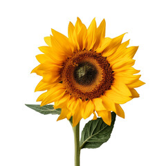 Fototapeta premium A single sunflower isolated on a transparent background, Generative AI