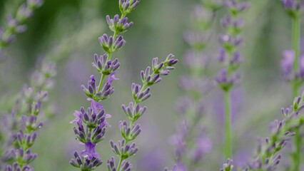close up of lavender