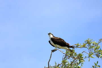 Osprey, Pandion haliaetus, sits on a tall branch, Tarcoles River, Costa Rica