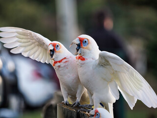 white cockatoo parrot