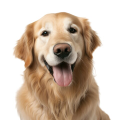 Cute happy smiling golden retriever with tongue out isolated on a transparent background, Generative AI