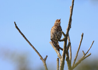 A beautiful animal portrait of a songbird perched on a tree