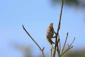 A beautiful animal portrait of a songbird perched on a tree