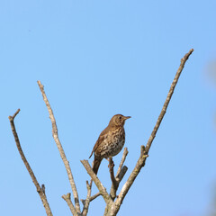 A beautiful animal portrait of a songbird perched on a tree