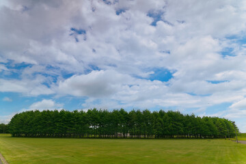 北海道の風景　モエレ沼公園カラマツの林