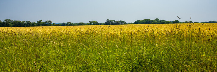 View across a cornfield with grasses at the field's edge and trees in the distance