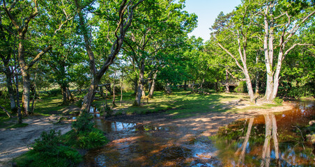Woodland scene with stream and the bridge in the background at Puttles Bridge, near Brockenhurst, New Forest
