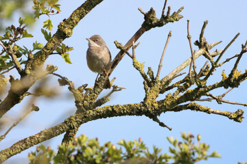 A beautiful animal portrait of a baby Fledgling Songbird perched on a tree