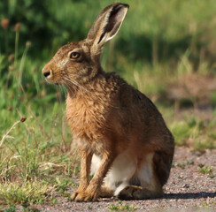 Naklejka na ściany i meble A beautiful animal portrait of a single posing Hare.