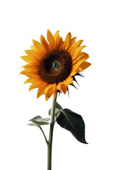 A single sunflower isolated on a transparent background, Generative AI