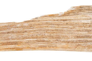 Part of driftwood isolated on white