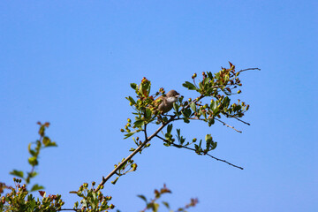 A beautiful animal portrait of a baby Fledgling Songbird perched on a tree