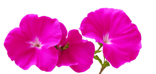 petunia flowers isolated on transparent background, generative ai