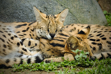 Fototapeta premium serval in zoo