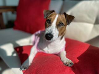 Jack Russell sunbathing Red Pillow White sofa