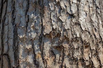 Abstract nature background, Wrinkles and uneven surface of pine tree bark in the forest, Details of...