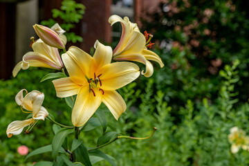 Obraz premium flower