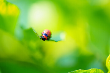 close-up. Macro photography of a Colorado potato beetle eating a potato leaf.