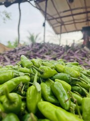 Green Chilli in chena 