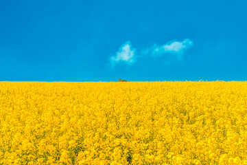 Obraz premium Large blooming Canola field with blue sky and small group of clouds