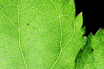 Beautiful Leaf Macro A Captivating CloseUp of Nature's Delicate Beauty