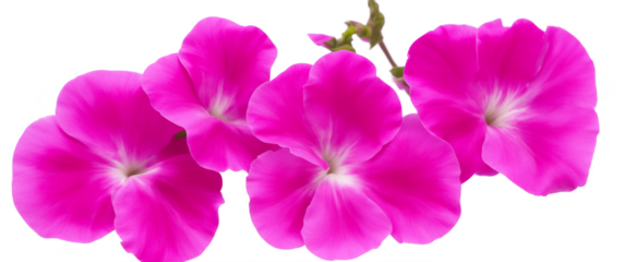 petunia flowers isolated on transparent background, generative ai