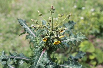 Garden plants. Nature and natural beauty.

