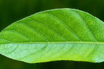 Beautiful Leaf Macro A Captivating CloseUp of Nature's Delicate Beauty