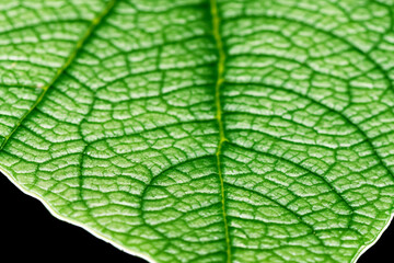 Beautiful Leaf Macro A Captivating CloseUp of Nature's Delicate Beauty