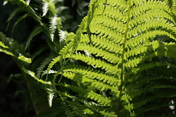 Garden plants. Nature and natural beauty.

